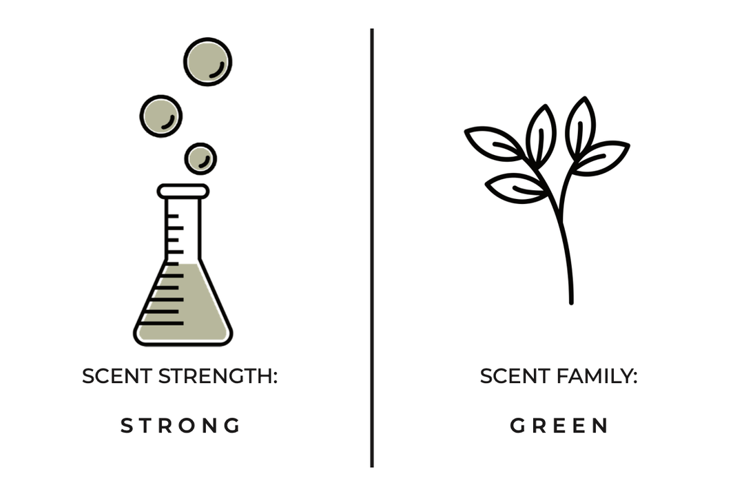 Diagram showing a beaker with bubbles labeled 'Scent Strength: Strong' and a drawing of a leaf labeled 'Scent Family: Green.'
