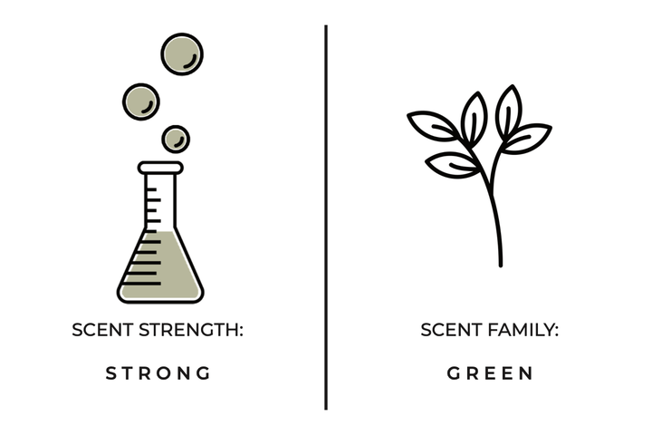 Diagram showing a beaker with bubbles labeled 'Scent Strength: Strong' and a drawing of a leaf labeled 'Scent Family: Green.'