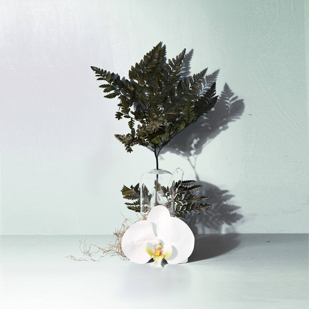 White orchid and green fern leaves artfully displayed.