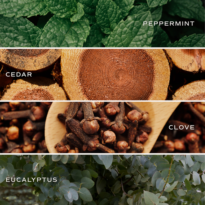 Collage of the candle's sents: Peppermint, cedar, clove and Eucalyptus