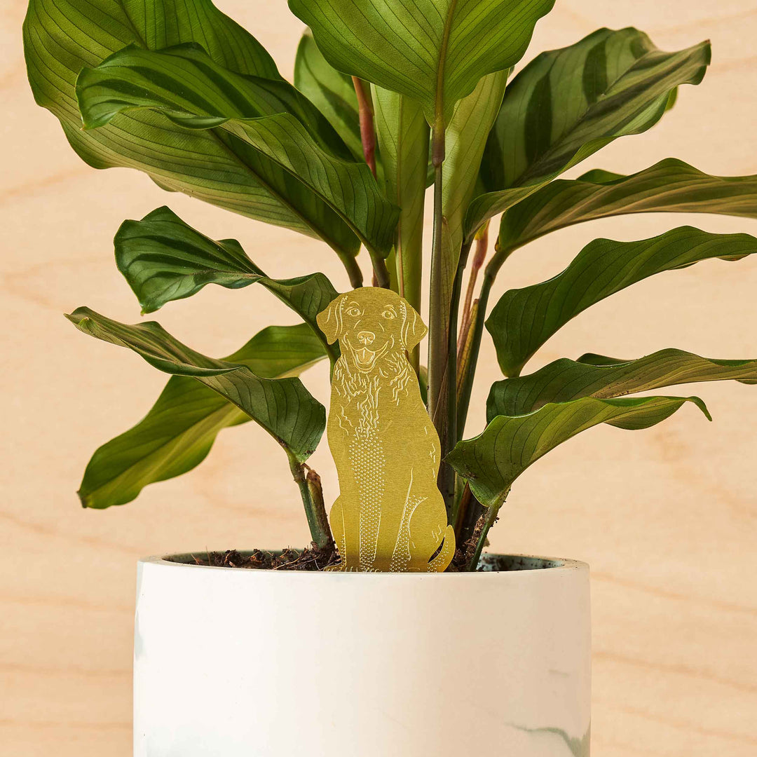 Houseplant Decoration, 6 Styles